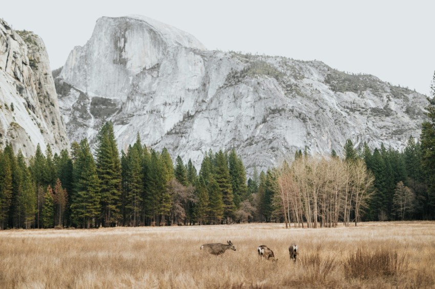 landscape photography of mountains