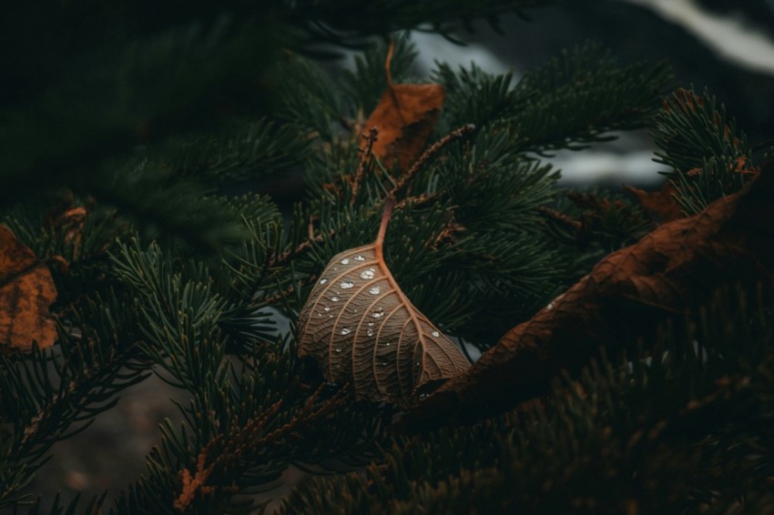 a close up of a leaf on a tree