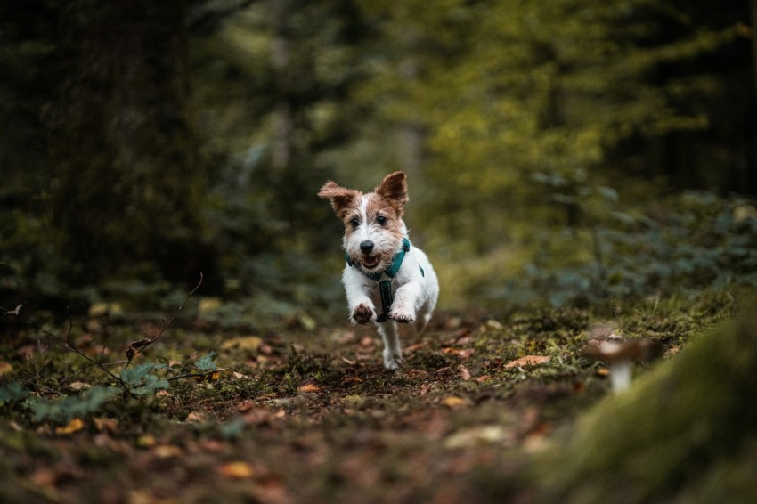 a dog running through the woods with a frisbee in its mouth