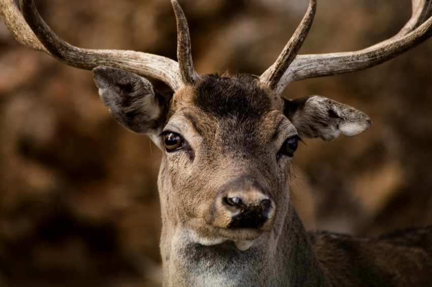 a close up of a deer with antlers on its head