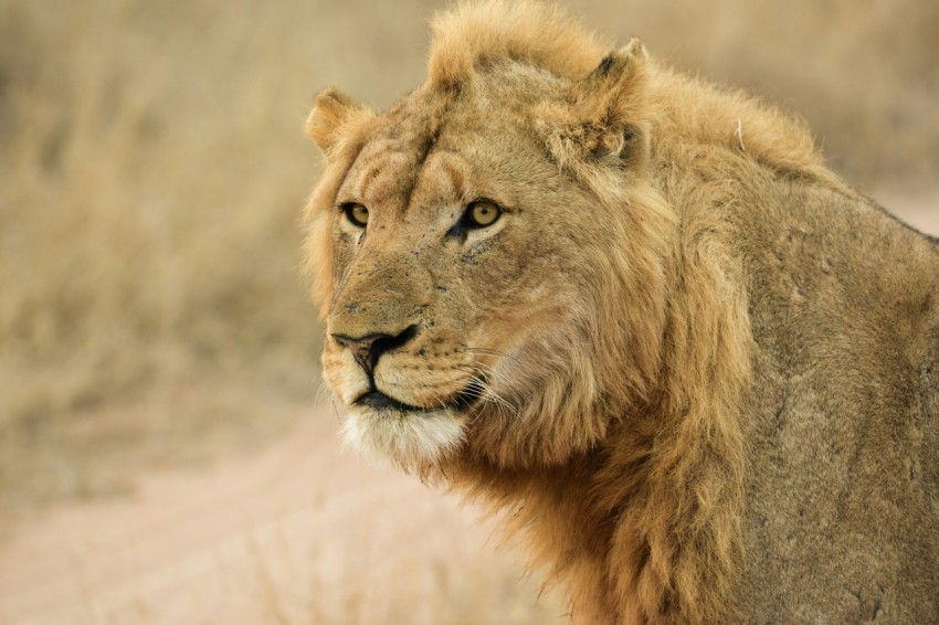 a close up of a lion in a field