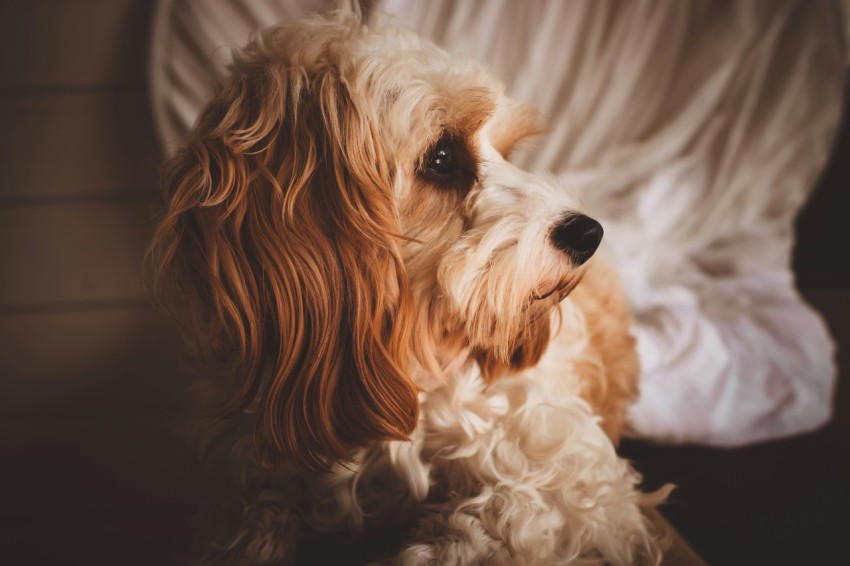 long coated tan dog