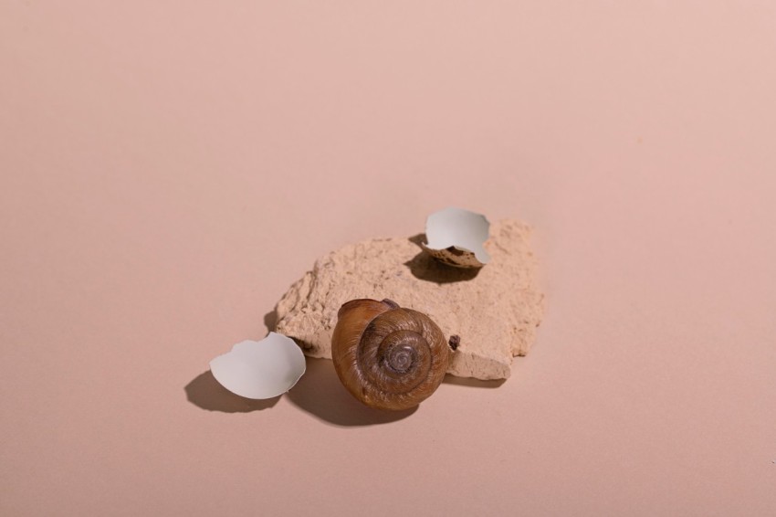 a snail is laying on top of a rock