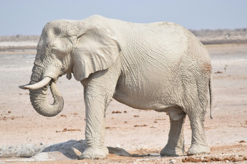 white elephant standing during daytime