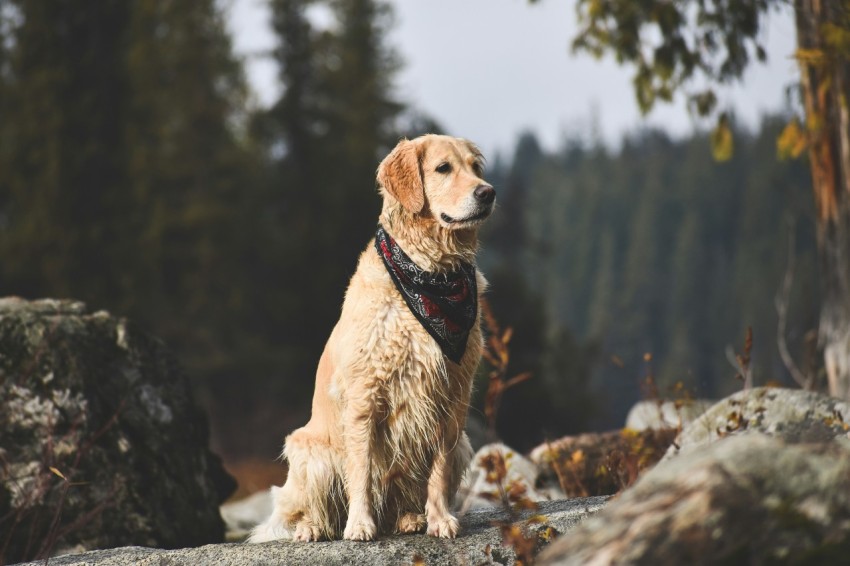 golden retriever dog near tree