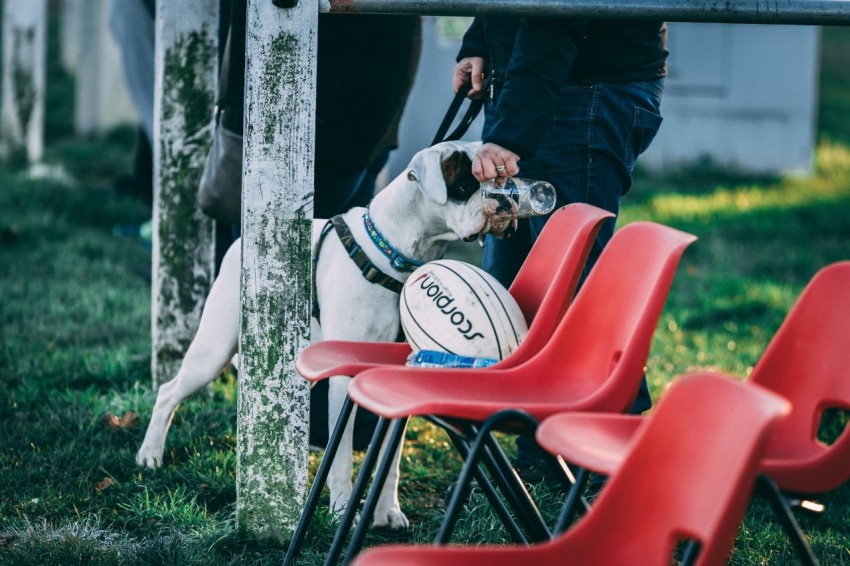 person offering a drink to his dog