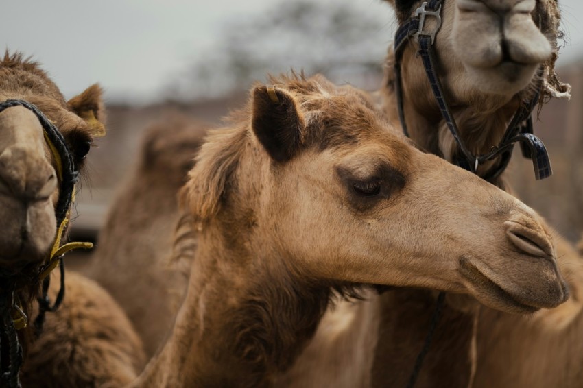 a camel with a saddle on its back