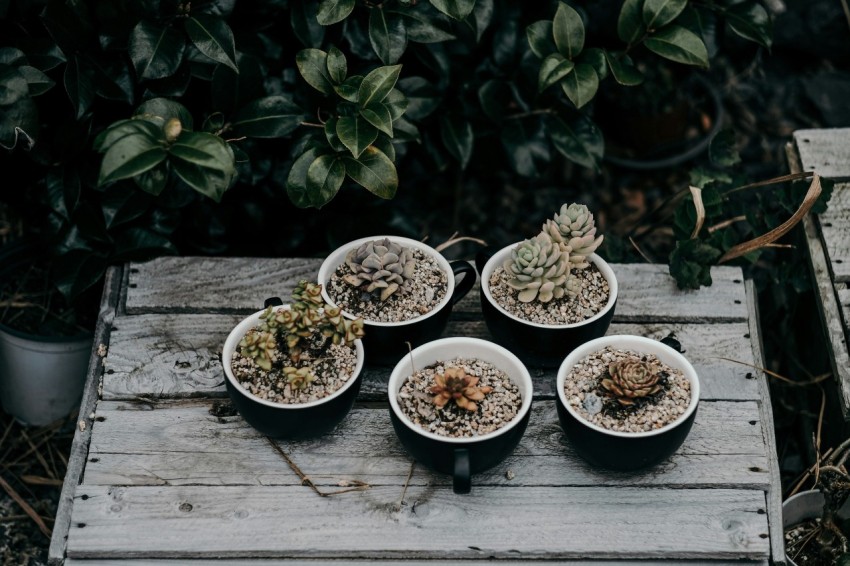 white ceramic bowls on brown wooden table