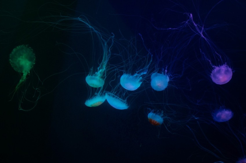 blue jellyfish on focus photography zkEnjaBzE