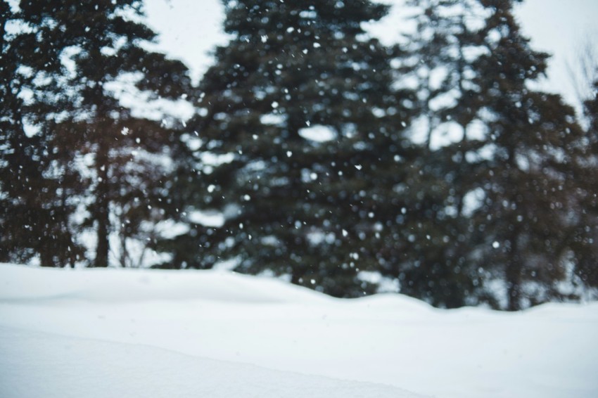 snow covered field and trees during daytime