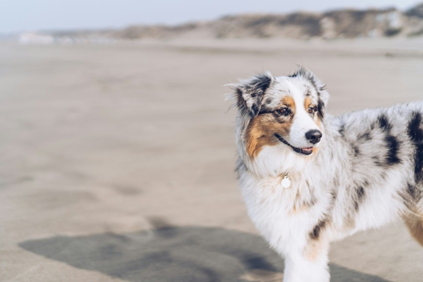 white and black dog