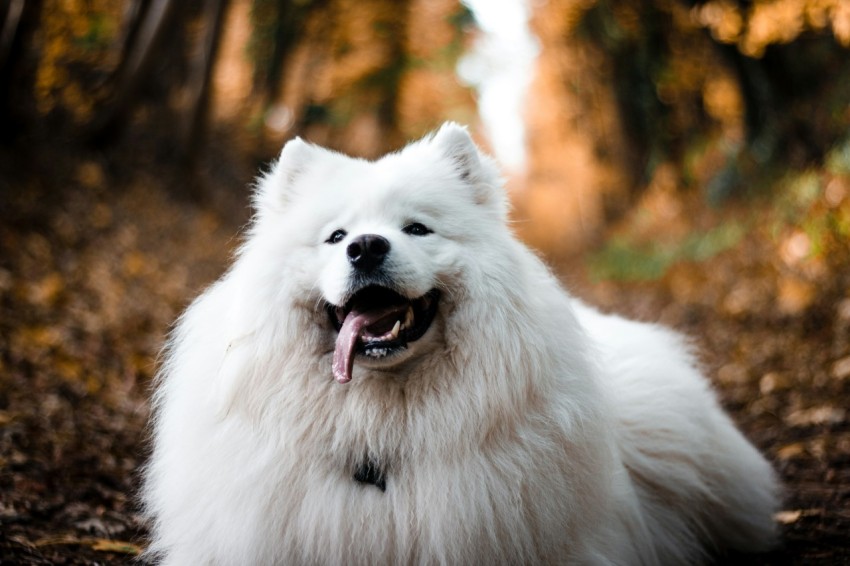 white long coated dog