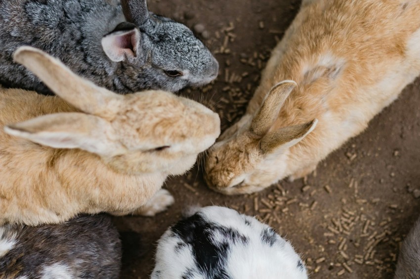 brown and white rabbits Lzq