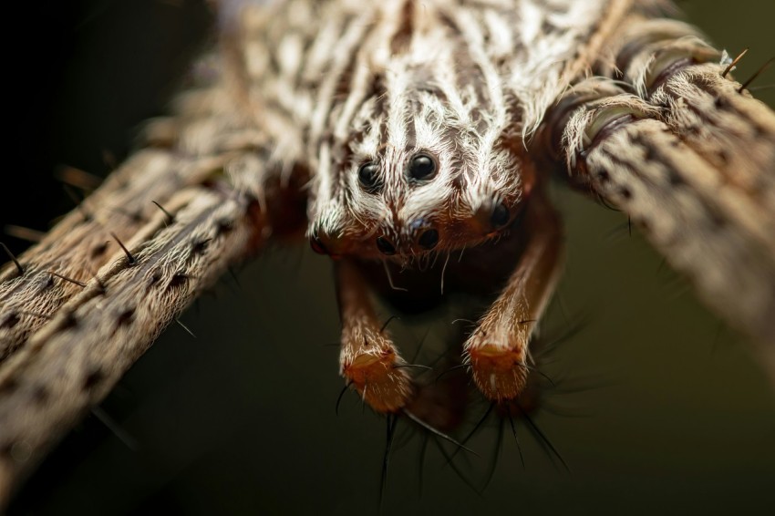 a spider with a large web