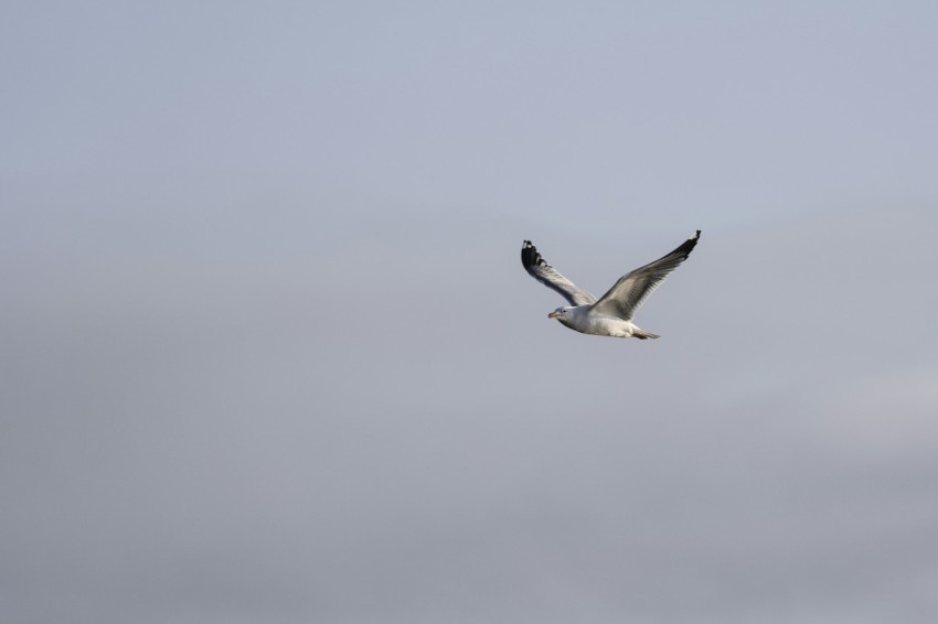 bird flying during daytime  o8R0c2