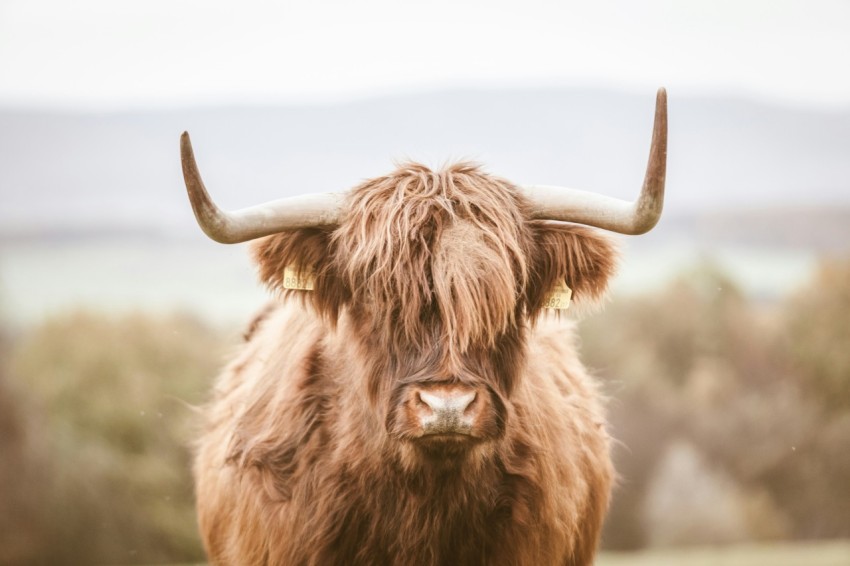 brown bison during daytime LSIH1dOKn