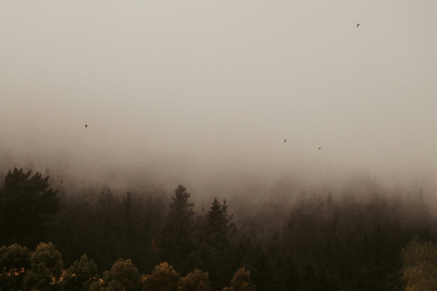 green trees under foggy weather YoBYomQ