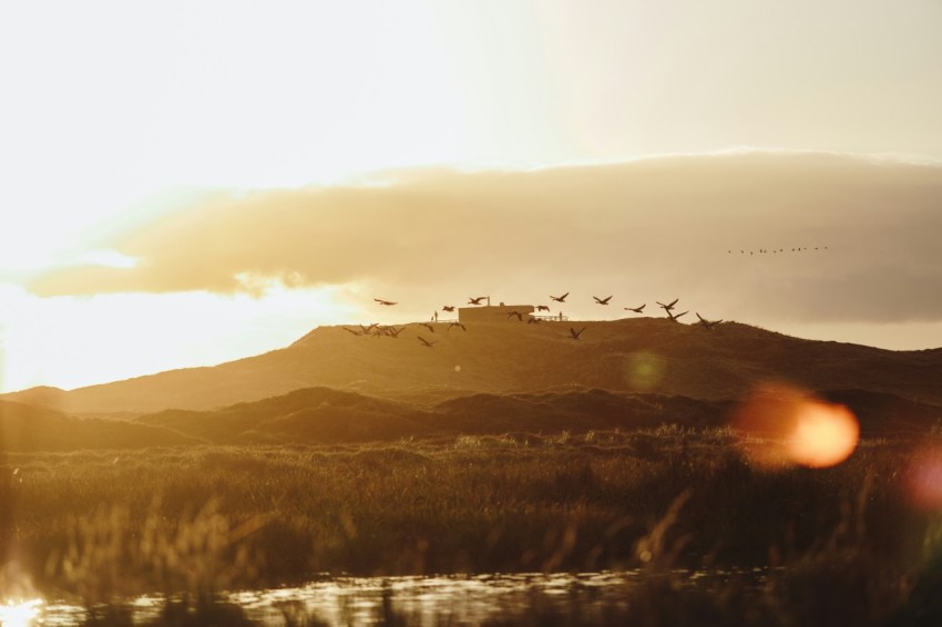 birds flying over the lake during daytime