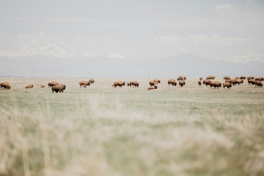 a herd of buffalo grazing in a field