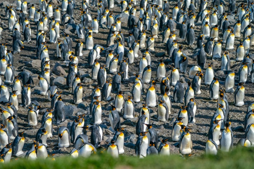 a large group of penguins standing on a beach
