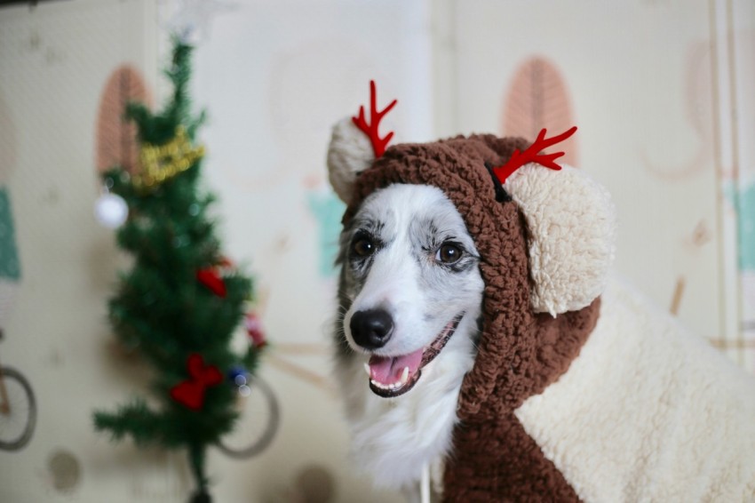 adult short coated white dog wearing brown coat ChSEhG aI