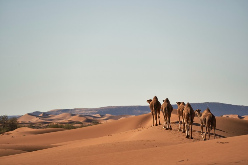 four camels on desert _fqW