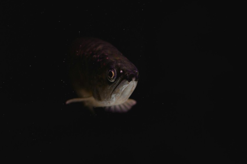 fish underwater