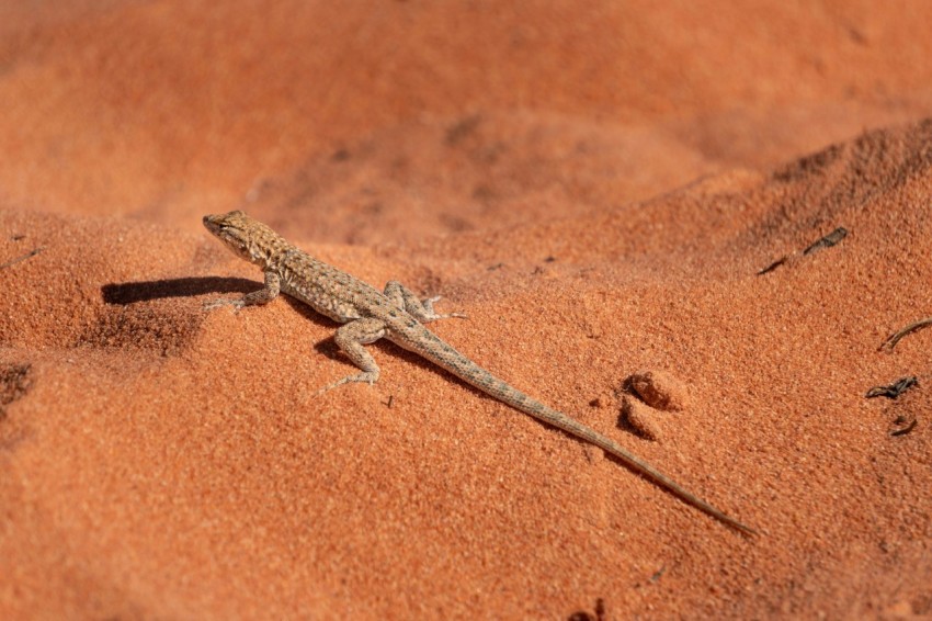 brown lizard