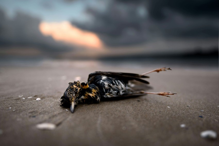 a dead bird laying on the sand on a cloudy day