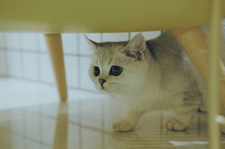 white munchkin cat on white surface