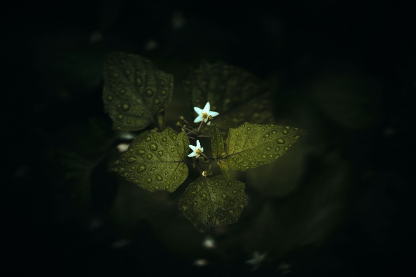 green leaf with water droplets