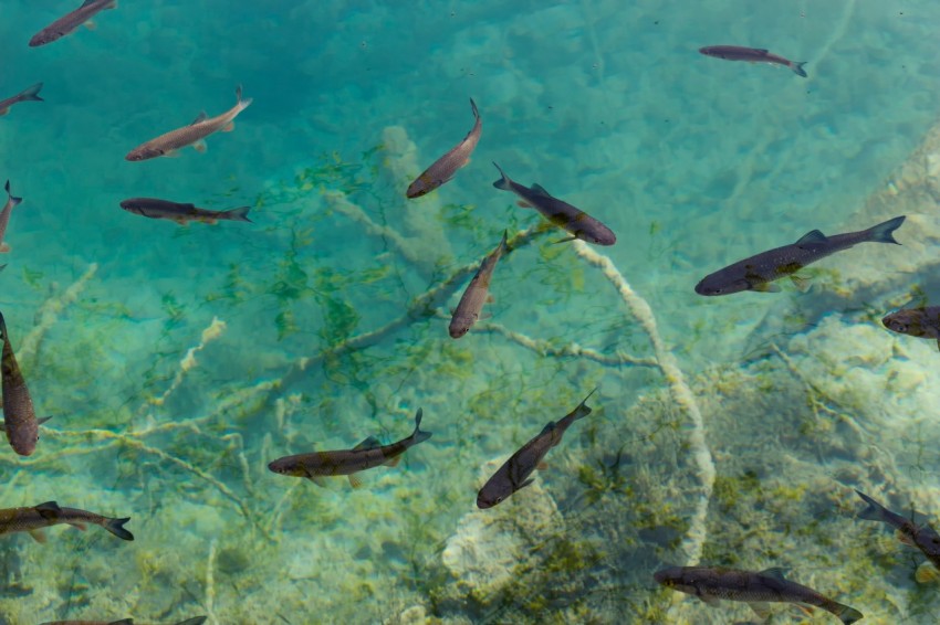 school of black fish