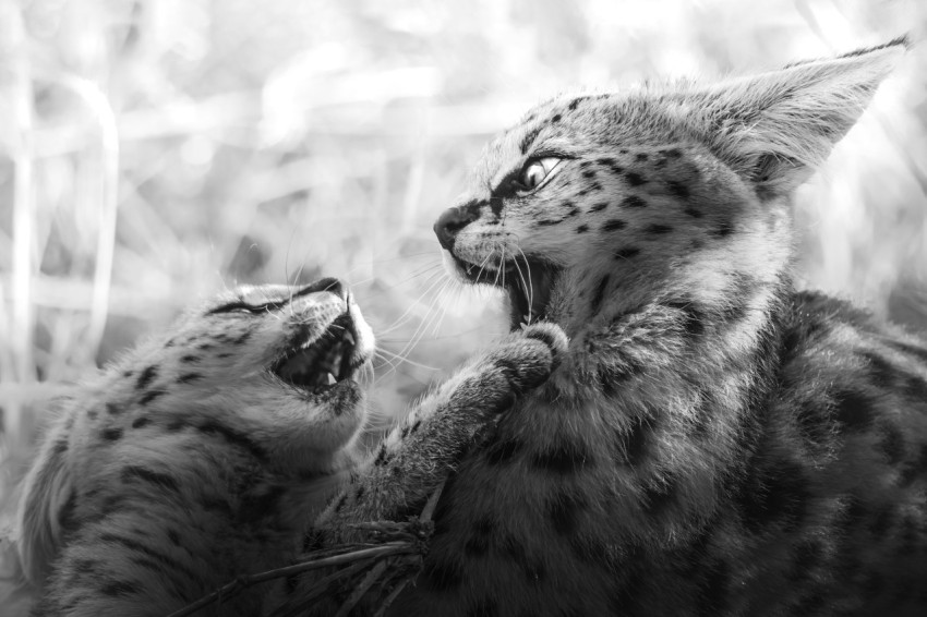 a black and white photo of two cats