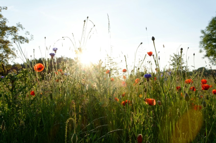 green leafed plants with red flowers