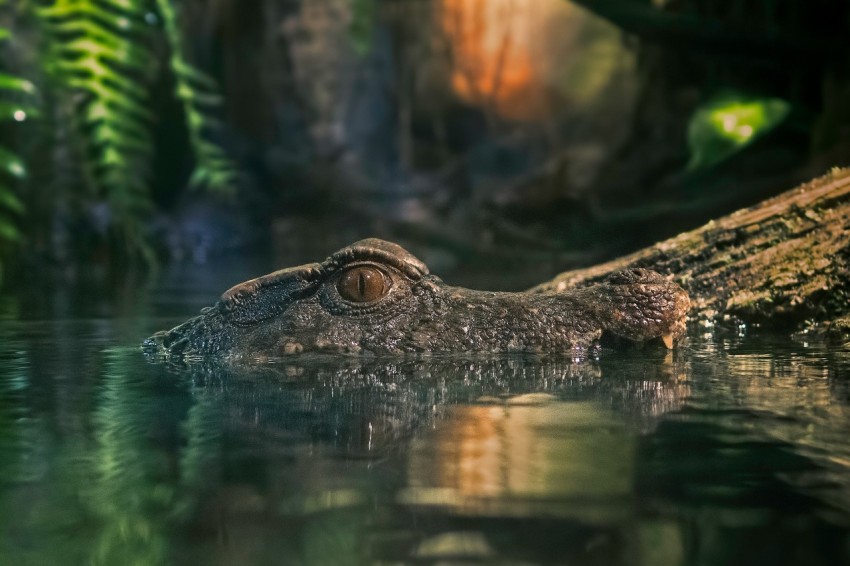 macro photography of crocodile on body of water