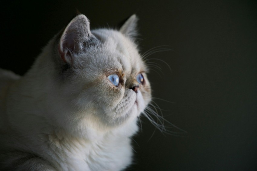 white persian cat