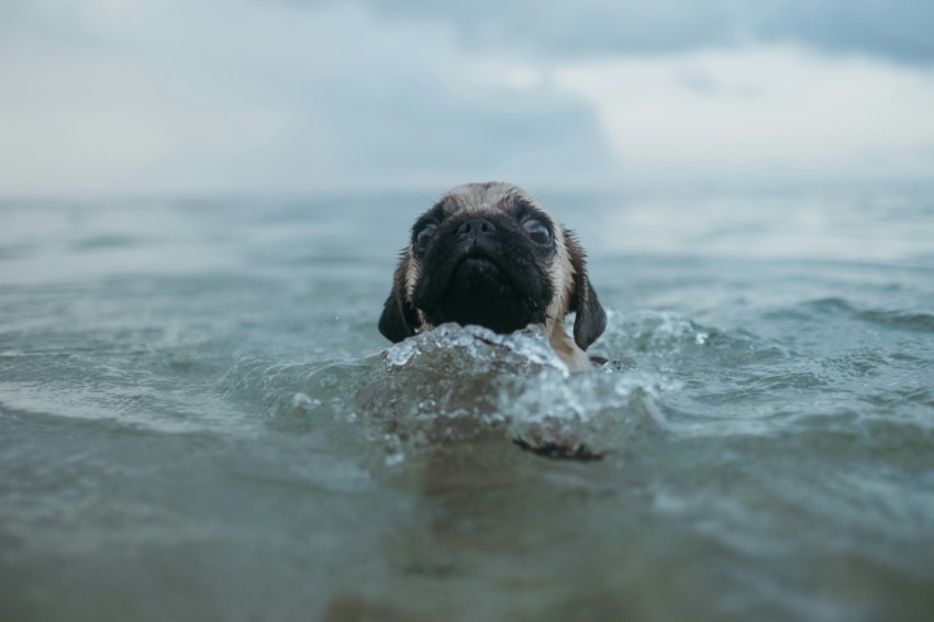 brown short coated dog in water during daytime