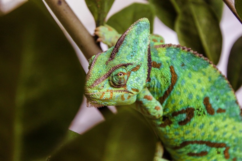 cameleon on brown branch