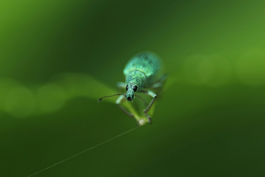 selective focus photography of green weevil