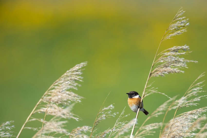 a small bird perched on top of a tall grass 15Xy