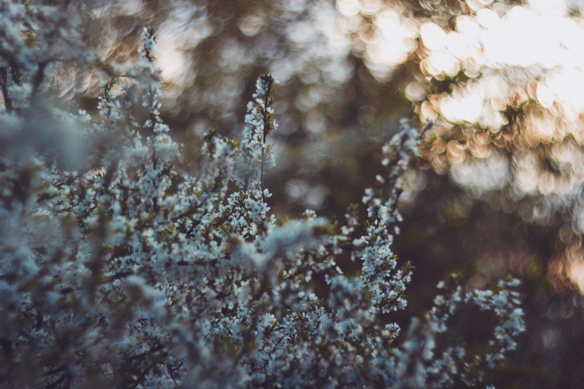 snow covered tree close up photography