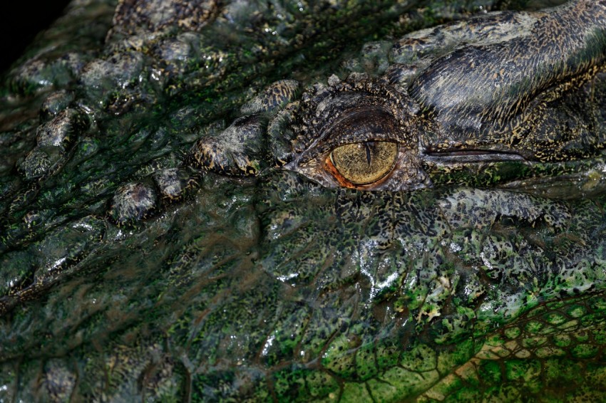 a close up of a crocodiles eye and skin G