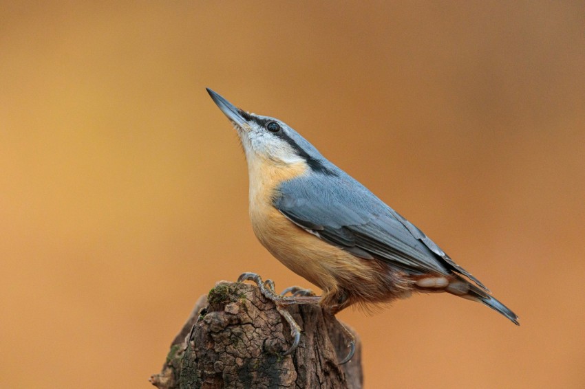 a bird on a tree stump