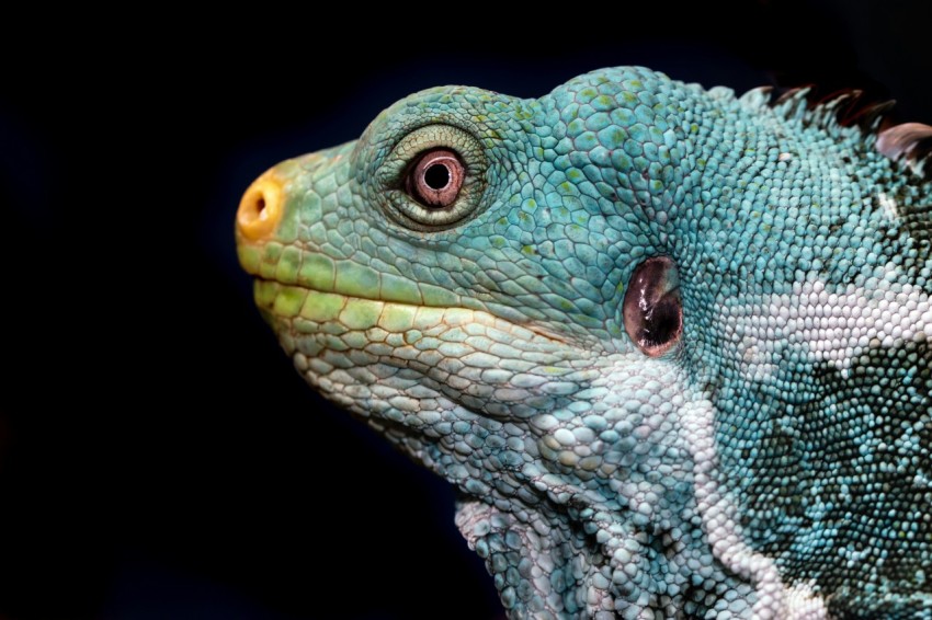 green and white lizard on brown wood