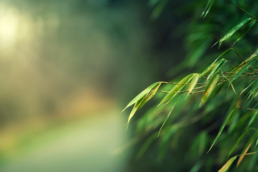 a blurry photo of a bamboo tree