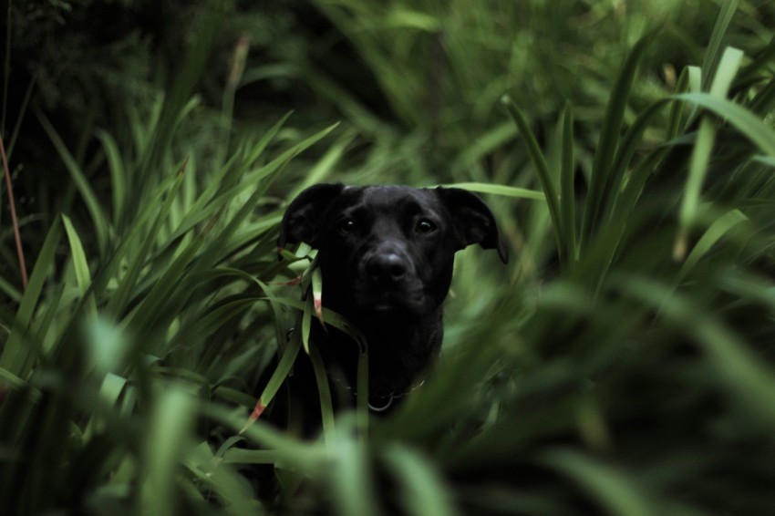 short coated black dog in grass field in tilt shift photography