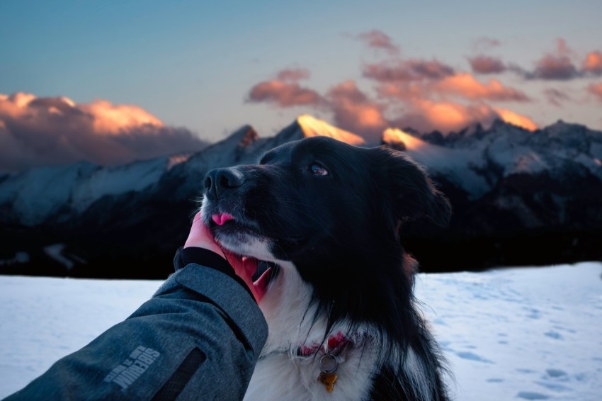 black and white border collie