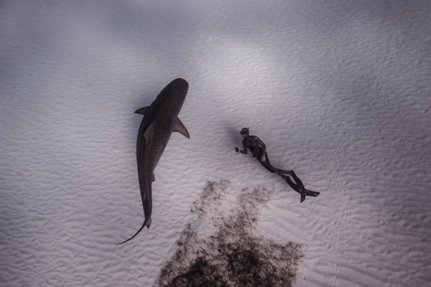 a shark and a scuba in the snow