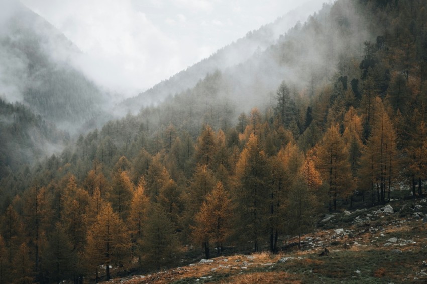 a foggy mountain with trees in the foreground