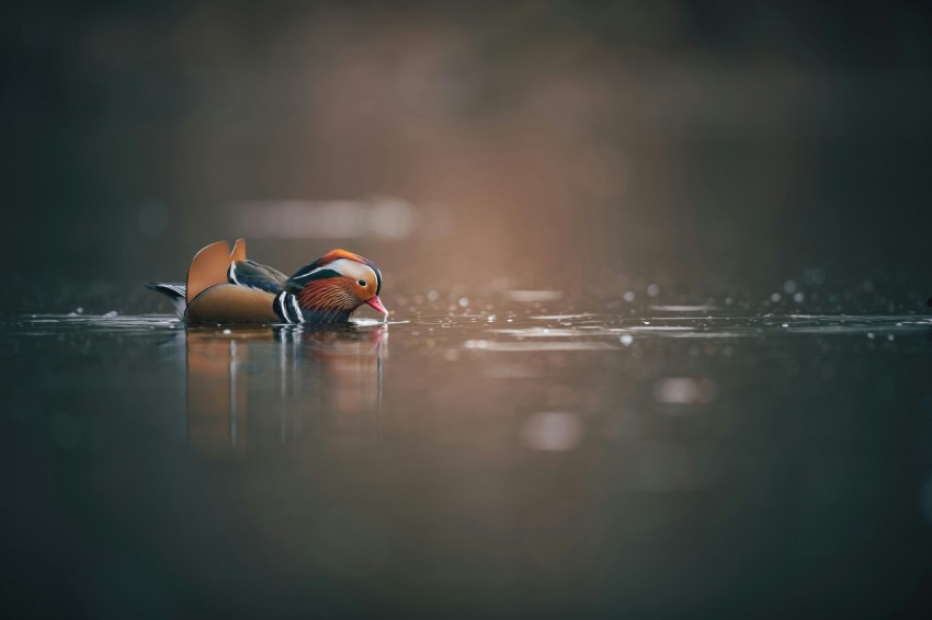 a bird with an orange head is floating on the water